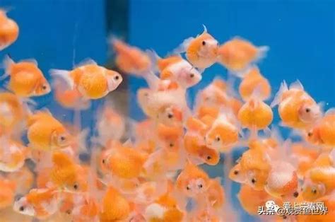 金魚缺氧|養魚小竅門｜金魚缺氧該怎麼辦？怎麼預防金魚得魚病